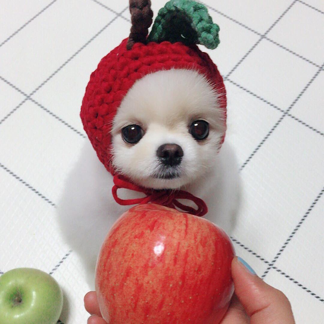 犬好きにはたまらない♡韓国で人気の可愛すぎる「オルチャンポメラニアン」特集♡ 韓国情報サイト 모으다[モウダ]